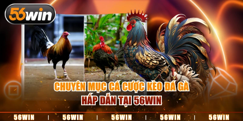 Đá gà 56Win hấp dẫn với hình thức thi đấu truyền thống